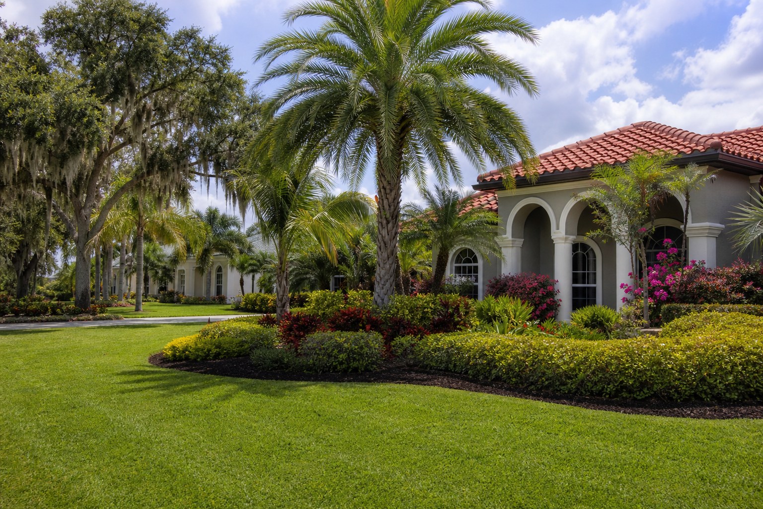 Pristine St. Augustine front lawn with palms in Tampa, Florida